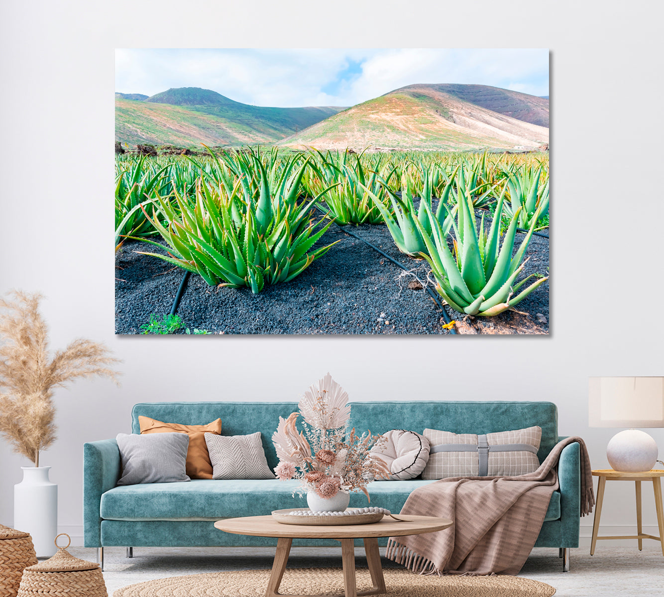 Aloe Vera Plantation in Lanzarote Canary Islands Spain