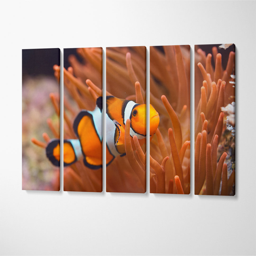 Amphiprion Ocellaris Clownfish Canvas Print ArtLexy   