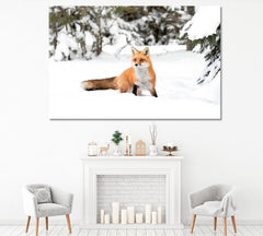 Red Fox in Algonquin Park Canada Canvas Print ArtLexy 1 Panel 24"x16" inches 