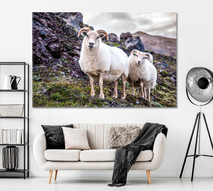 Cute Icelandic Sheeps Canvas Print ArtLexy 1 Panel 24"x16" inches 