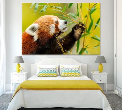 Red Panda Bear Canvas Print ArtLexy 1 Panel 24"x16" inches 