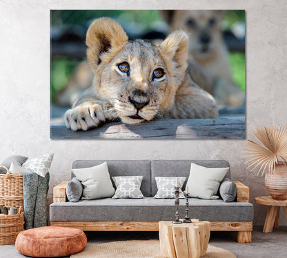 Cute Lion Cub Zimbabwe Africa Canvas Print ArtLexy 1 Panel 24"x16" inches 