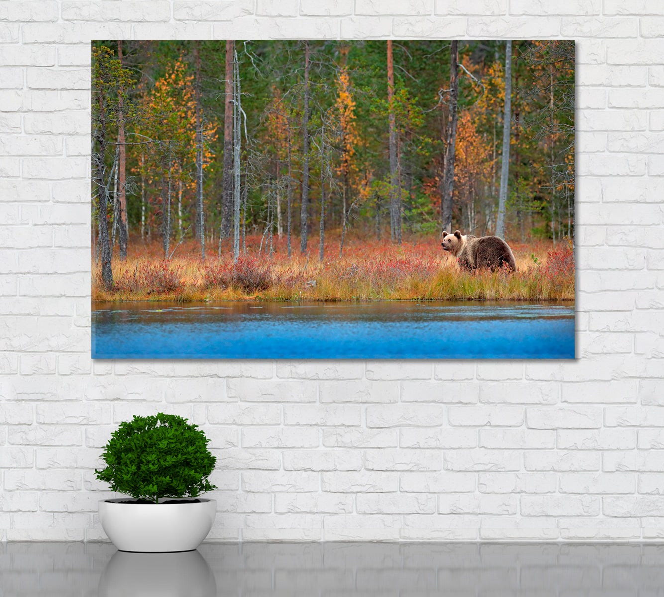 Bear in Autumn Forest Finland Canvas Print ArtLexy 1 Panel 24"x16" inches 