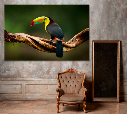 Keel Billed Toucan Guatemala Canvas Print ArtLexy 1 Panel 24"x16" inches 