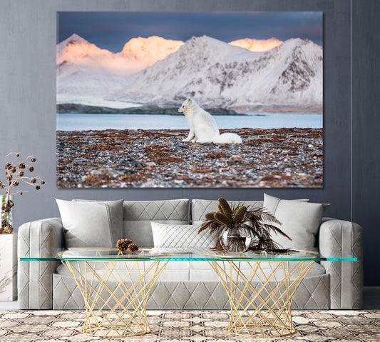Arctic Fox in Hornsund Fjord Spitsbergen Canvas Print ArtLexy 1 Panel 24"x16" inches 