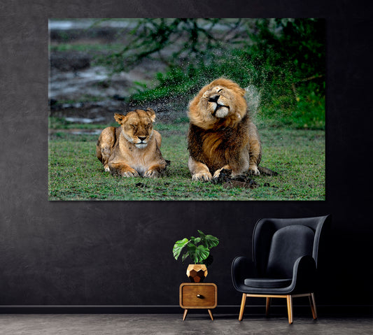 Lions under Rain in Ngorongoro Conservation Area Tanzania Canvas Print ArtLexy 1 Panel 24"x16" inches 