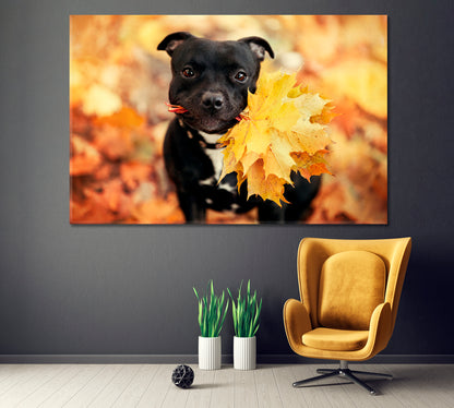 Cute Staffordshire Bull Terrier Dog Holding Autumn Leaves Canvas Print ArtLexy 1 Panel 24"x16" inches 