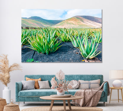 Aloe Vera Plantation in Lanzarote Canary Islands Spain Canvas Print ArtLexy 1 Panel 24"x16" inches 