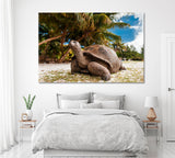 Giant Tortoise on Seychelles Canvas Print ArtLexy 1 Panel 24"x16" inches 