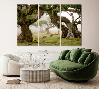Ancient Trees of Magical Fanal Forest on Madeira Portugal Canvas Print ArtLexy   