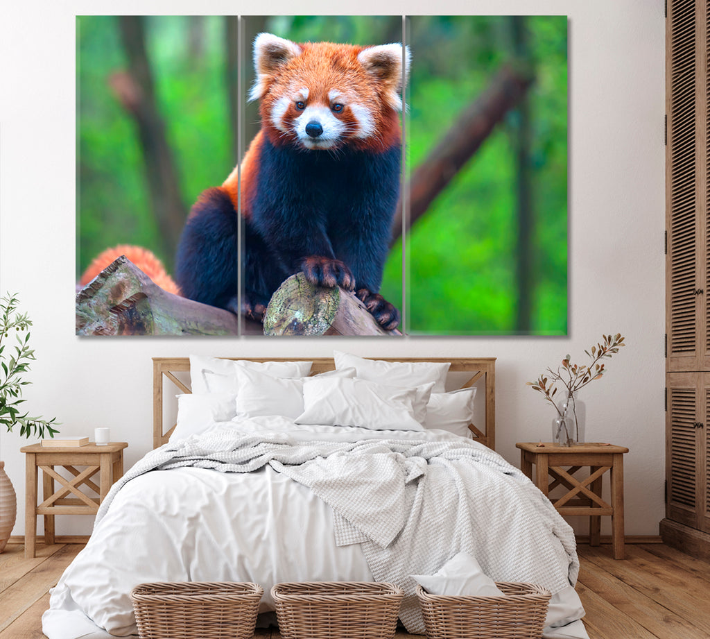 Red Panda Canvas Print ArtLexy 3 Panels 36"x24" inches 