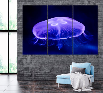 Moon Jellyfish (Aurelia aurita) Canvas Print ArtLexy 3 Panels 36"x24" inches 