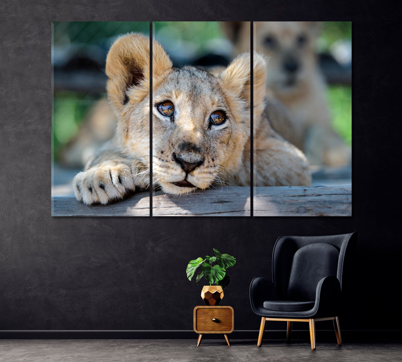 Cute Lion Cub Zimbabwe Africa Canvas Print ArtLexy 3 Panels 36"x24" inches 