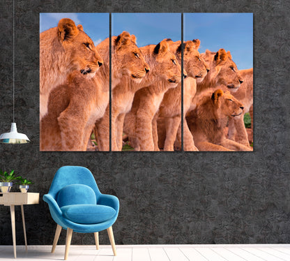 Group of Wild Lions on African Safari Canvas Print ArtLexy 3 Panels 36"x24" inches 