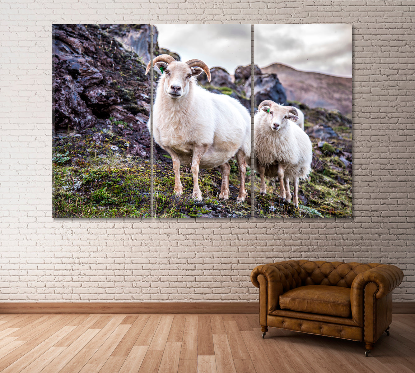 Cute Icelandic Sheeps Canvas Print ArtLexy 3 Panels 36"x24" inches 
