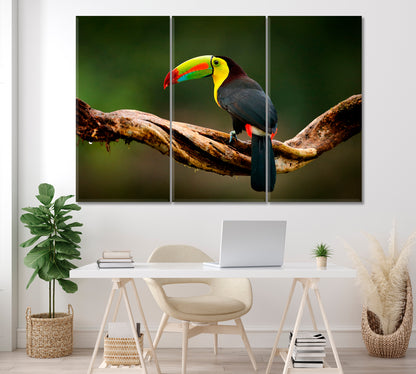 Keel Billed Toucan Guatemala Canvas Print ArtLexy 3 Panels 36"x24" inches 
