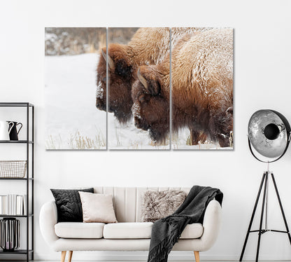 Bison in Winter Yellowstone National Park Wyoming Canvas Print ArtLexy   