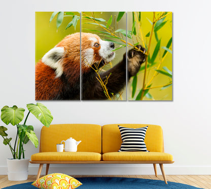 Red Panda Bear Canvas Print ArtLexy 3 Panels 36"x24" inches 