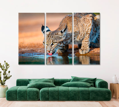 Wild Bobcat (Lynx rufus) Canvas Print ArtLexy   