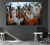Herd of Alpaca Bolivia Canvas Print ArtLexy 3 Panels 36"x24" inches 