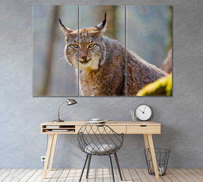 Eurasian Lynx Canvas Print ArtLexy 3 Panels 36"x24" inches 
