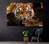 Angry Sumatran Tiger Canvas Print ArtLexy 3 Panels 36"x24" inches 