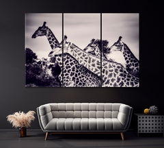 Giraffes in Black and White Canvas Print ArtLexy 3 Panels 36"x24" inches 
