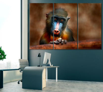 Mandrill Monkey in Nature Habitat Gabon Africa Canvas Print ArtLexy 3 Panels 36"x24" inches 