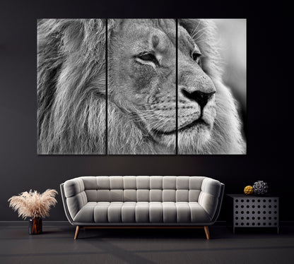 Wild Lion in Black and White Canvas Print ArtLexy 3 Panels 36"x24" inches 