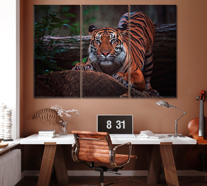 Sumatran Tiger Canvas Print ArtLexy 3 Panels 36"x24" inches 
