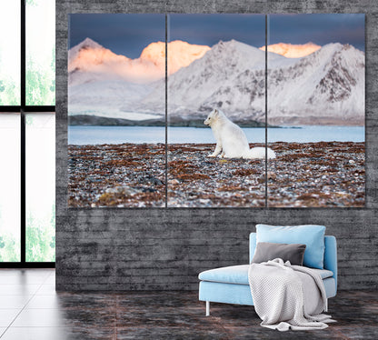 Arctic Fox in Hornsund Fjord Spitsbergen Canvas Print ArtLexy 3 Panels 36"x24" inches 