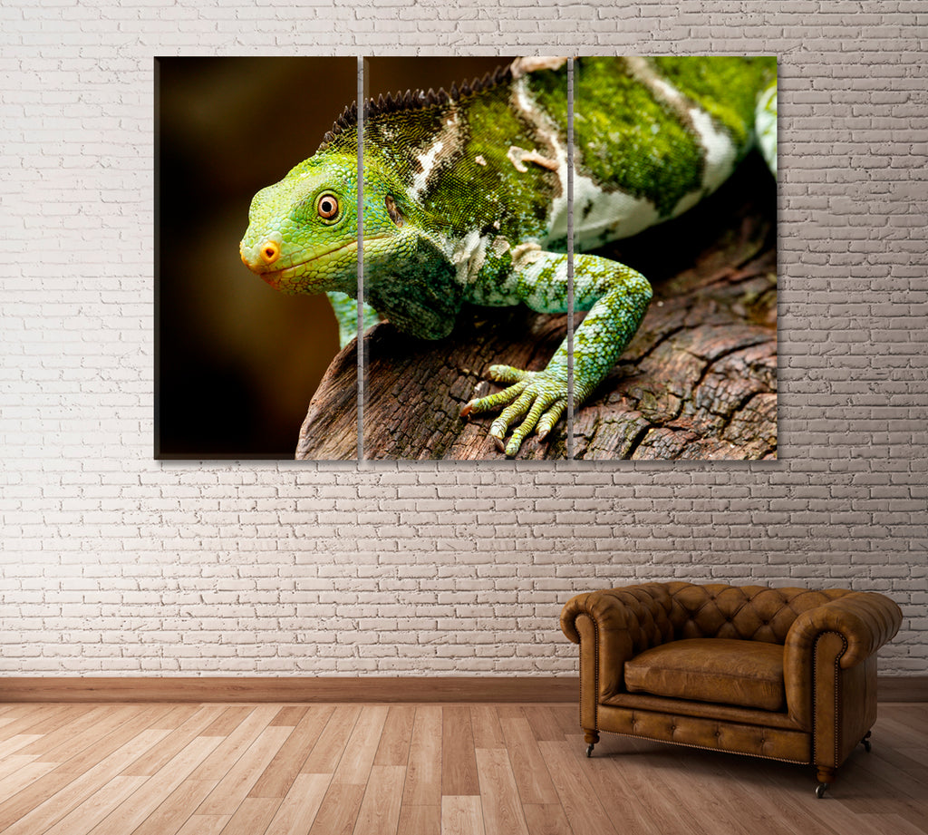 Crested Iguana on Viti Levu Island Fiji Canvas Print ArtLexy 3 Panels 36"x24" inches 