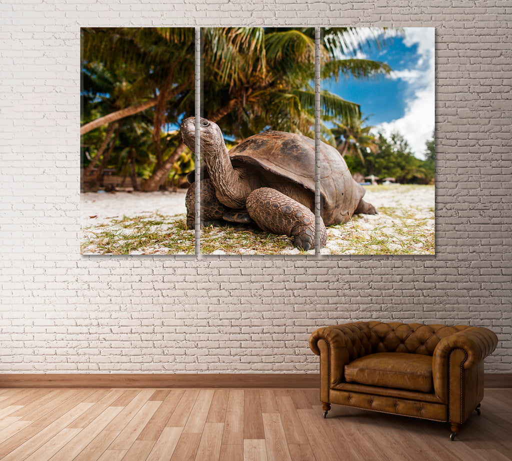 Giant Tortoise on Seychelles Canvas Print ArtLexy 3 Panels 36"x24" inches 