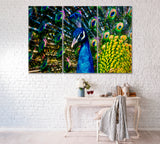 Peacock with Open Tail Canvas Print ArtLexy 3 Panels 36"x24" inches 