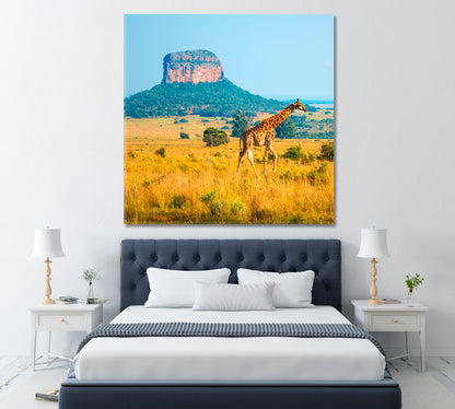Giraffe in African Savanna Limpopo Province South Africa Canvas Print ArtLexy   