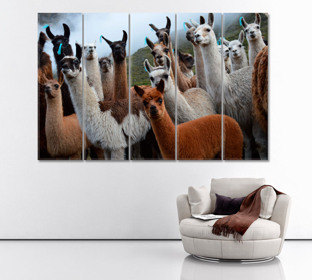 Herd of Alpaca Bolivia Canvas Print ArtLexy   