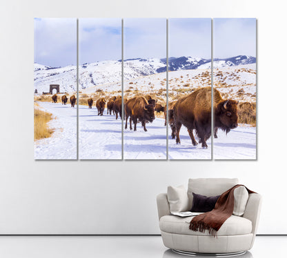 Herd of American Bison near Roosevelt Arch  Yellowstone Canvas Print ArtLexy 5 Panels 36"x24" inches 