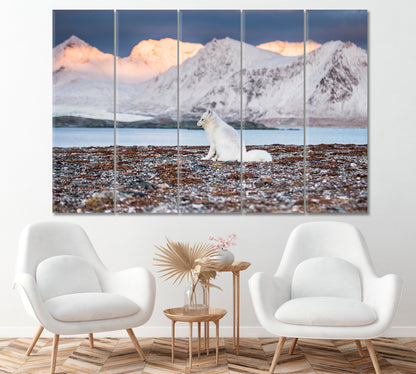 Arctic Fox in Hornsund Fjord Spitsbergen Canvas Print ArtLexy 5 Panels 36"x24" inches 