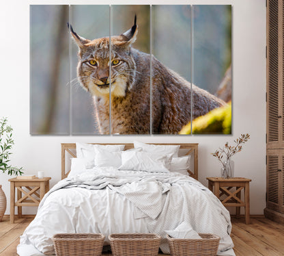 Eurasian Lynx Canvas Print ArtLexy 5 Panels 36"x24" inches 