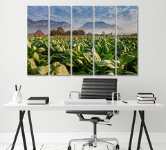 Tobacco Plantation Vinales Cuba Canvas Print ArtLexy 5 Panels 36"x24" inches 