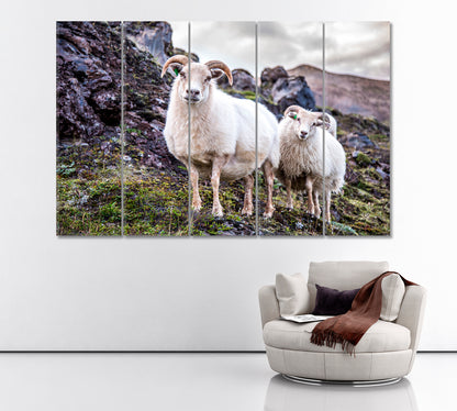 Cute Icelandic Sheeps Canvas Print ArtLexy 5 Panels 36"x24" inches 