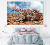 Bottle Tree in Bloom (Desert Rose) Socotra Island Canvas Print ArtLexy 5 Panels 36"x24" inches 