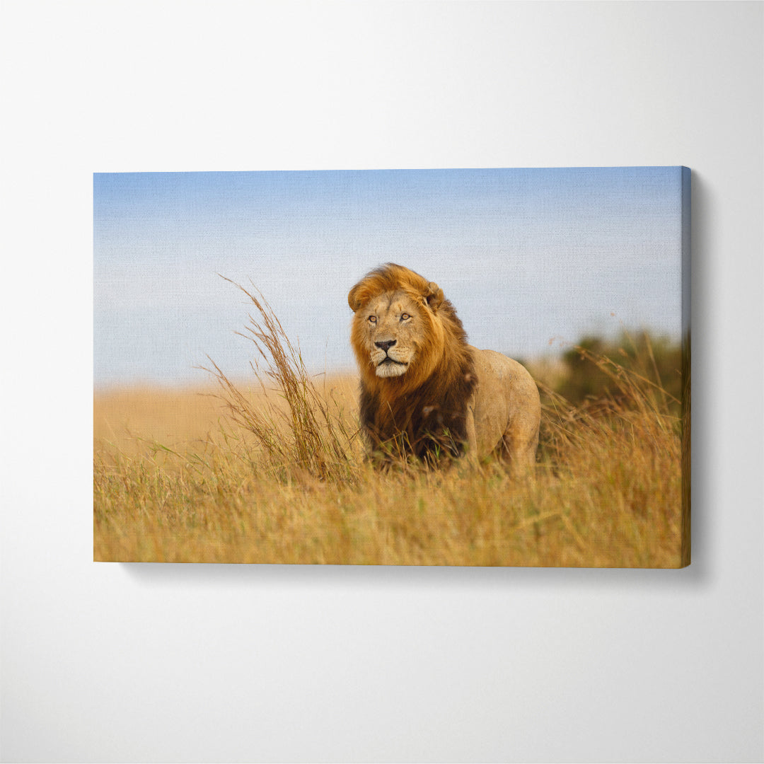 Wild Lion in Kenya Canvas Print ArtLexy   