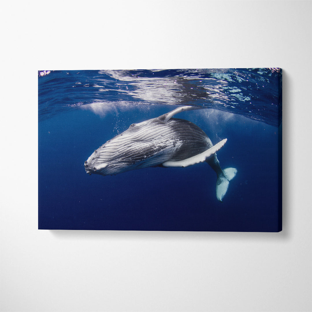 Humpback Whale Underwater Canvas Print ArtLexy   