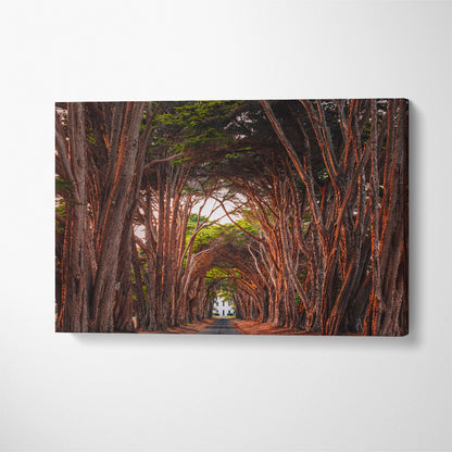 Cypress Tree Tunnel at Point Reyes National Seashore California Canvas Print ArtLexy 1 Panel 24"x16" inches 