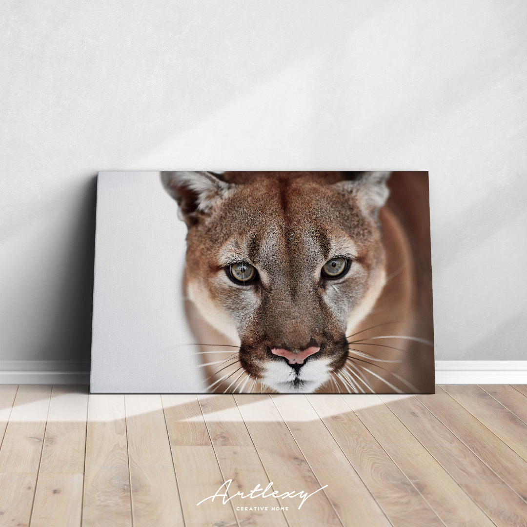 Beautiful Puma Portrait Canvas Print ArtLexy   