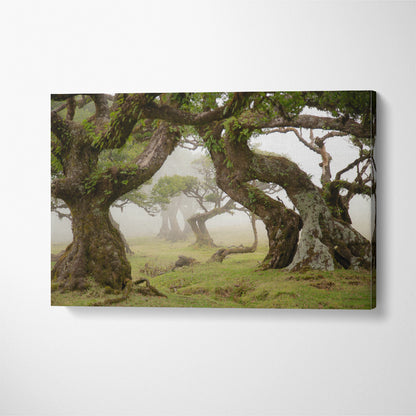 Ancient Trees of Magical Fanal Forest on Madeira Portugal Canvas Print ArtLexy 1 Panel 24"x16" inches 