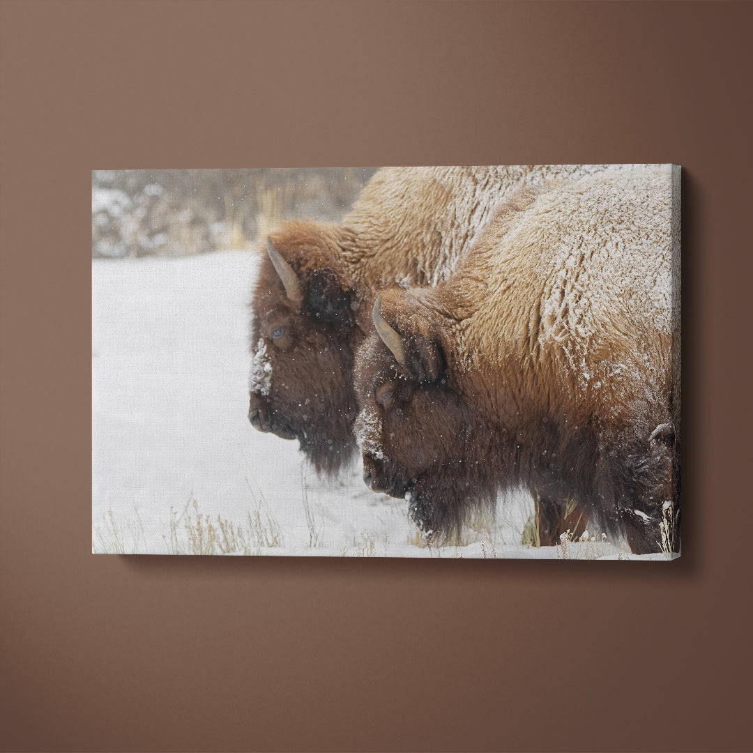 Bison in Winter Yellowstone National Park Wyoming Canvas Print ArtLexy 1 Panel 24"x16" inches 