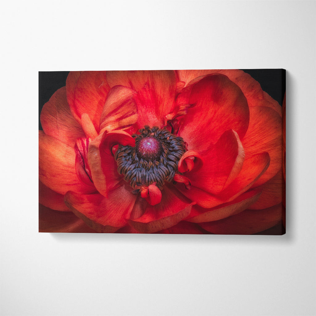Red Buttercup Flower Canvas Print ArtLexy 1 Panel 24"x16" inches 