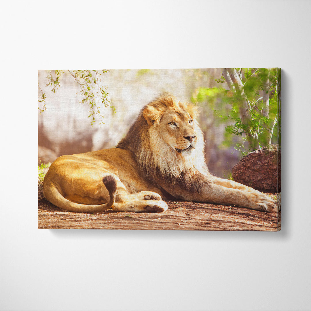 Beautiful Big African Lion Canvas Print ArtLexy 1 Panel 24"x16" inches 